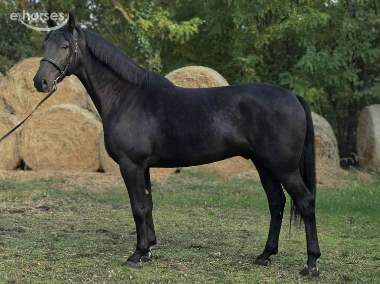 Húngaro Caballo castrado 5 años 169 cm Negro in Békés