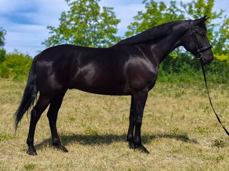 Húngaro Mestizo Caballo castrado 5 años 169 cm Negro in Biharugra