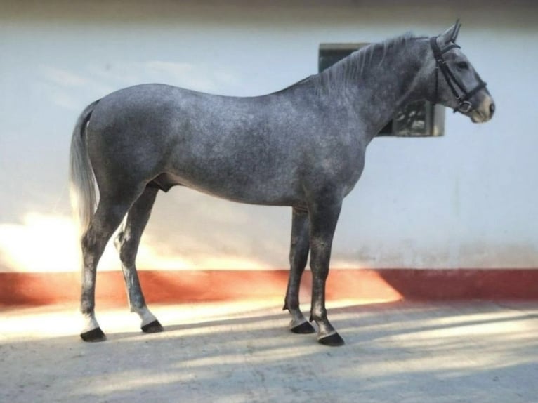 Húngaro Caballo castrado 5 años 169 cm Tordo in B&#xE9;k&#xE9;s
