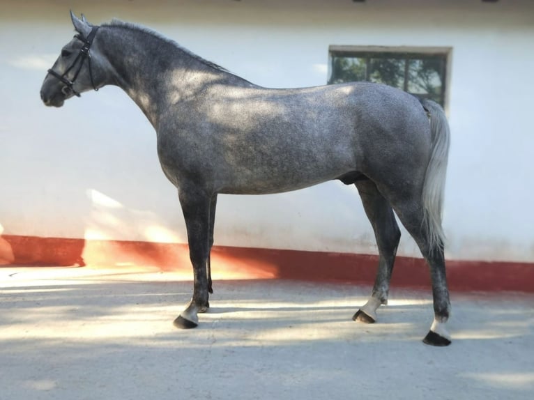 Húngaro Caballo castrado 5 años 169 cm Tordo in B&#xE9;k&#xE9;s