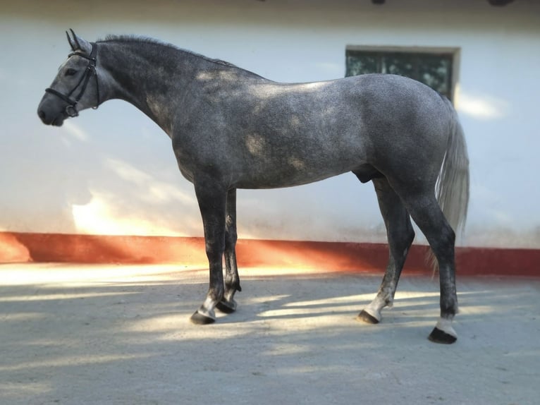 Húngaro Caballo castrado 5 años 169 cm Tordo in B&#xE9;k&#xE9;s
