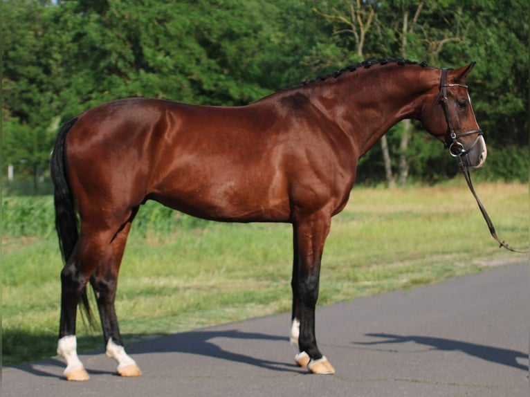 Húngaro Caballo castrado 5 años 170 cm Castaño in Pusztaföldvár