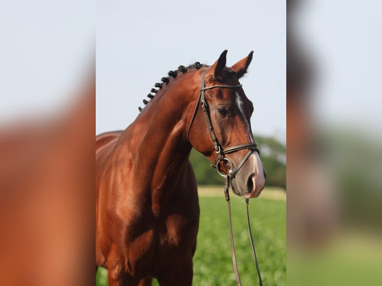 Húngaro Caballo castrado 5 años 170 cm Castaño in Pusztaföldvár