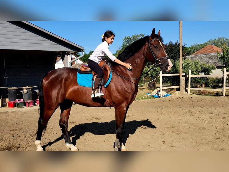 Húngaro Caballo castrado 5 años 171 cm Castaño in Orosháza