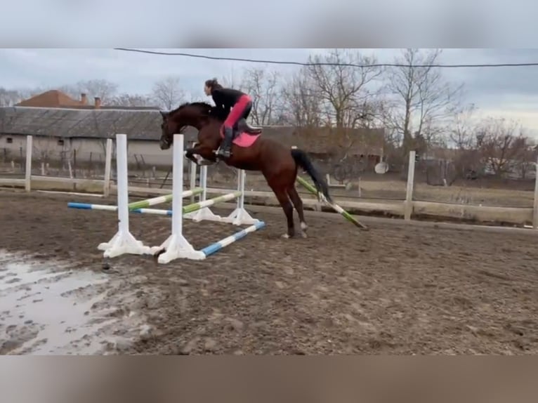 Húngaro Caballo castrado 5 años 171 cm Castaño in Orosháza