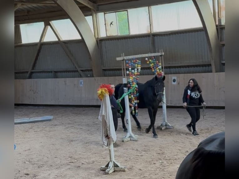 Húngaro Caballo castrado 5 años 171 cm Castaño oscuro in Großbettlingen