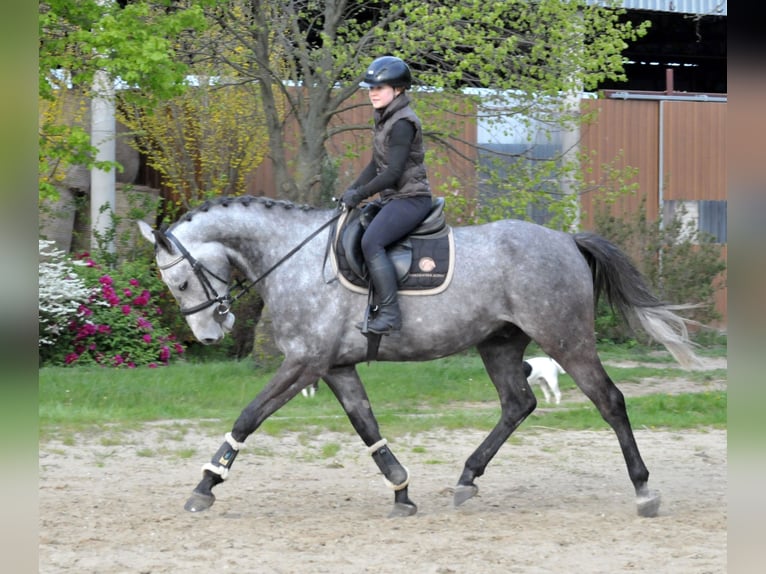 Húngaro Caballo castrado 5 años 171 cm Tordo in Schattendorf