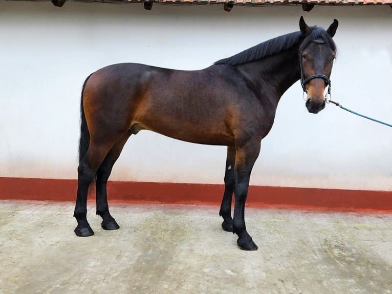 Húngaro Caballo castrado 5 años 173 cm Castaño in Békés
