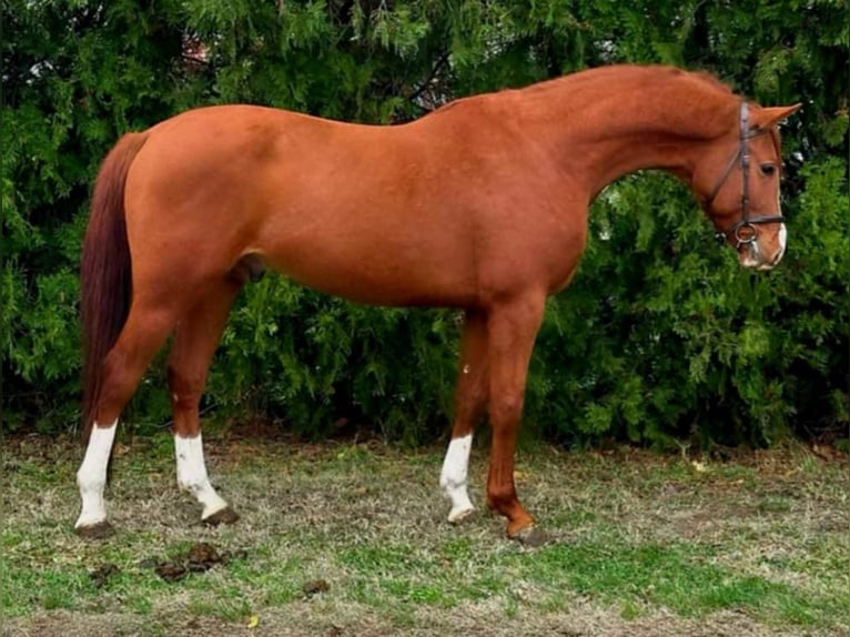 Húngaro Caballo castrado 5 años Alazán in k&#xF6;r&#xF6;sladany