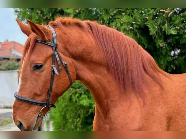 Húngaro Caballo castrado 5 años Alazán in k&#xF6;r&#xF6;sladany