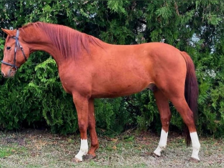 Húngaro Caballo castrado 5 años Alazán in k&#xF6;r&#xF6;sladany