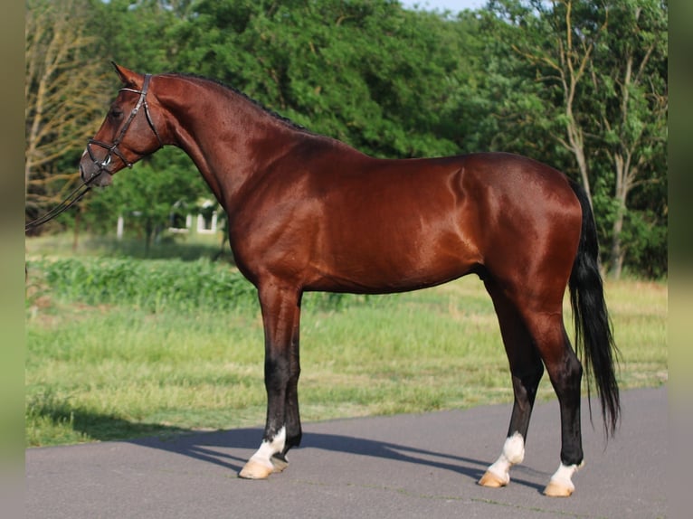 Húngaro Caballo castrado 5 años Castaño in Pusztaföldvár