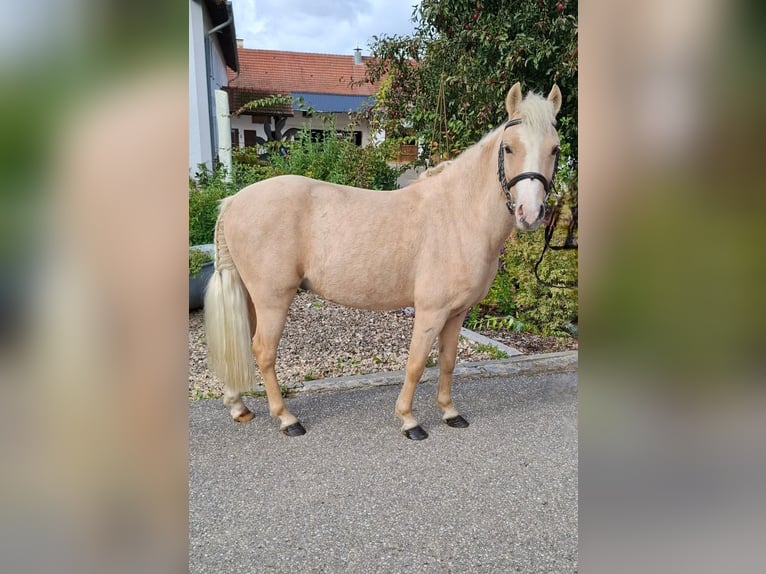 Húngaro Mestizo Caballo castrado 6 años 115 cm Palomino in Gammelsdorf, Katharinazell