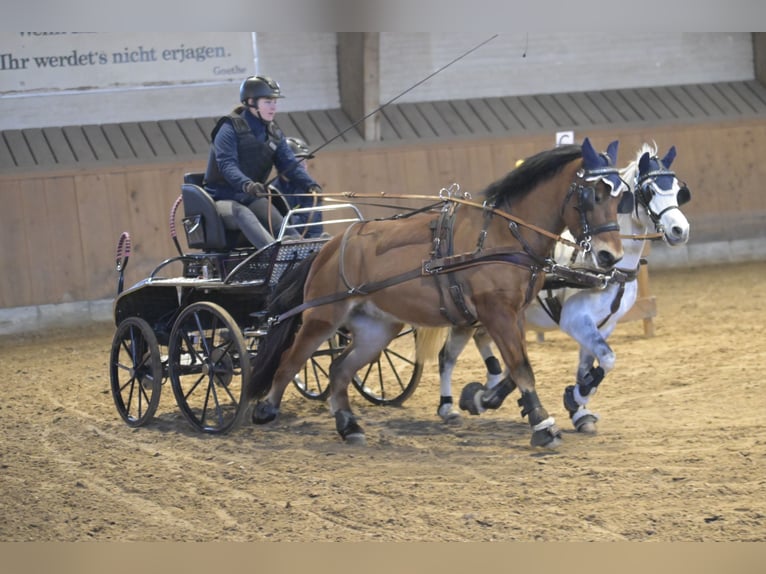 Húngaro Mestizo Caballo castrado 6 años 130 cm Castaño in Weinfelden