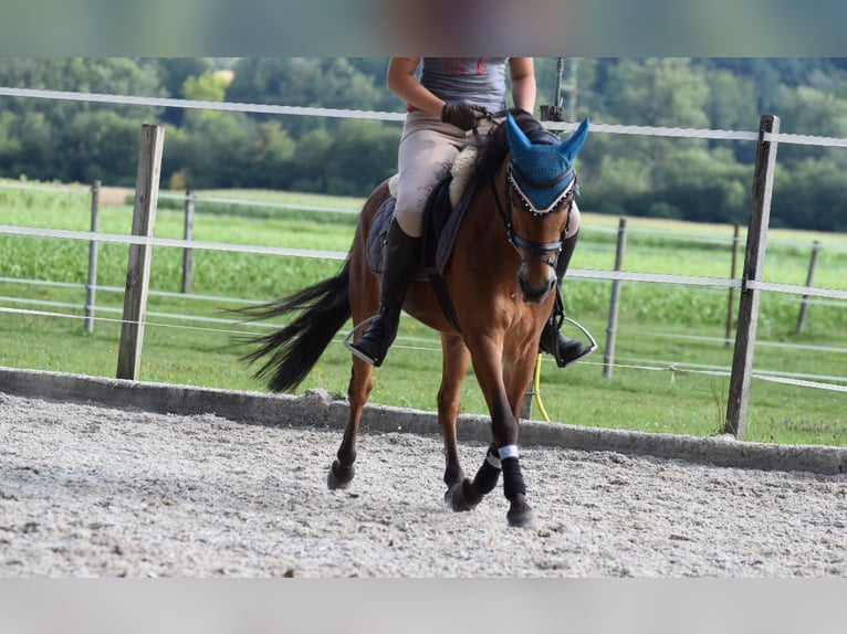 Húngaro Mestizo Caballo castrado 6 años 130 cm Castaño in Weinfelden