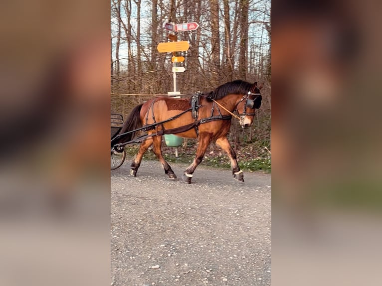 Húngaro Mestizo Caballo castrado 6 años 130 cm Castaño in Weinfelden