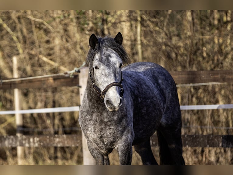 Húngaro Caballo castrado 6 años 148 cm Tordo in Pfaffen-Schwabenheim