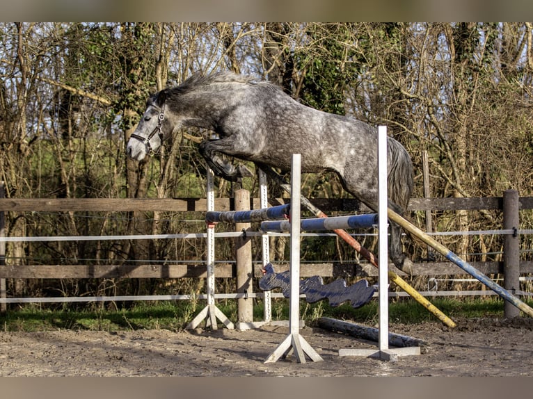 Húngaro Caballo castrado 6 años 148 cm Tordo in Pfaffen-Schwabenheim