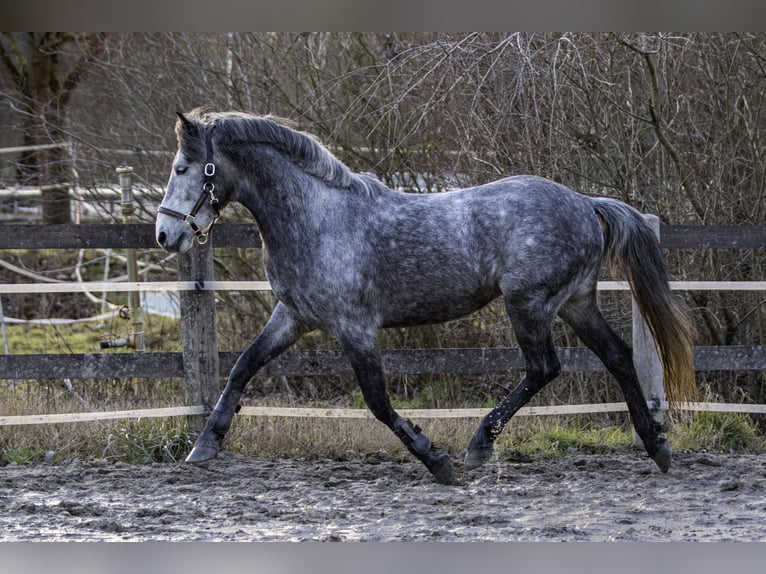 Húngaro Caballo castrado 6 años 148 cm Tordo in Pfaffen-Schwabenheim
