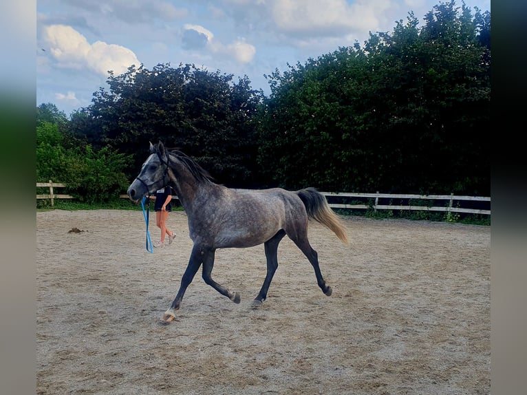 Húngaro Caballo castrado 6 años 150 cm in Bad Endorf