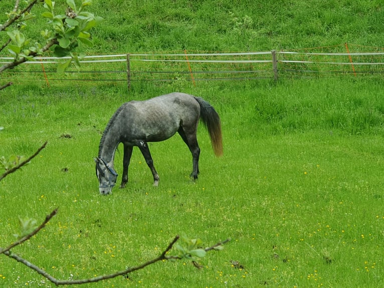 Húngaro Caballo castrado 6 años 150 cm in Bad Endorf