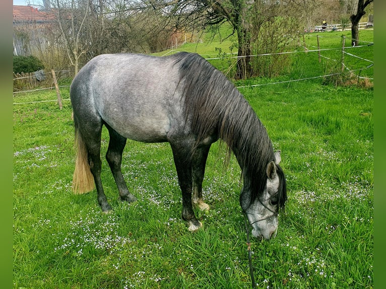Húngaro Caballo castrado 6 años 150 cm in Bad Endorf