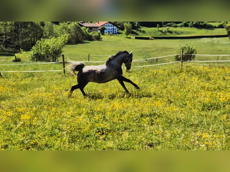 Húngaro Caballo castrado 6 años 150 cm in Bad Endorf