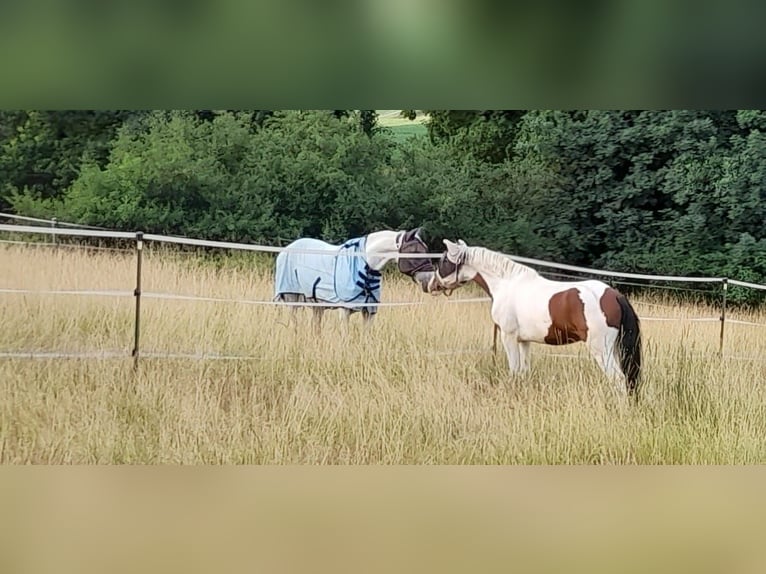 Húngaro Caballo castrado 6 años 150 cm Pío in Attenkirchen