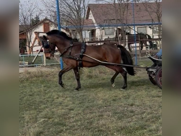 Húngaro Caballo castrado 6 años 152 cm Castaño rojizo in Tass