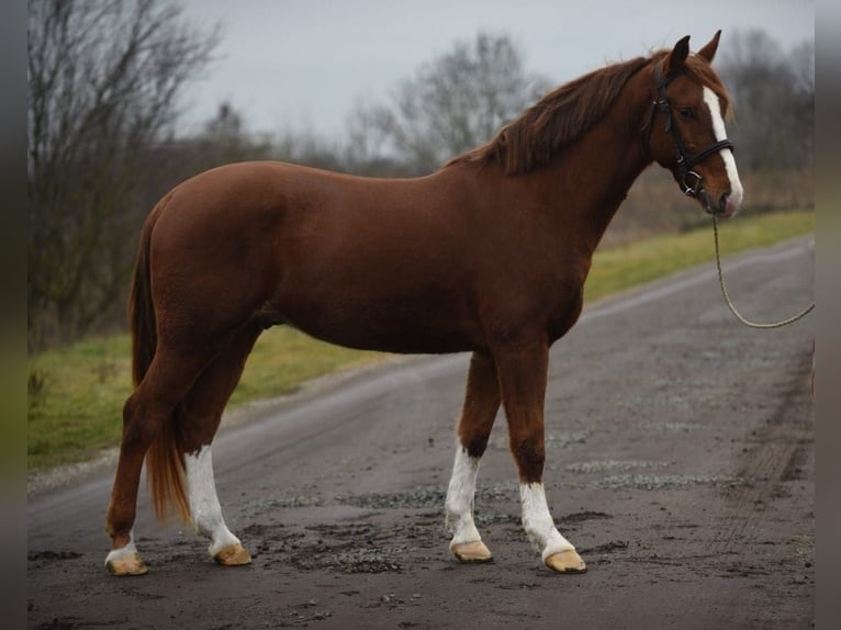 Húngaro Caballo castrado 6 años 153 cm Alazán in B&#xE9;k&#xE9;scsaba