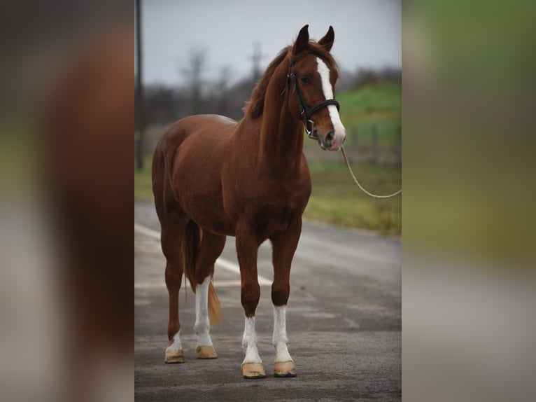 Húngaro Caballo castrado 6 años 153 cm Alazán in B&#xE9;k&#xE9;scsaba