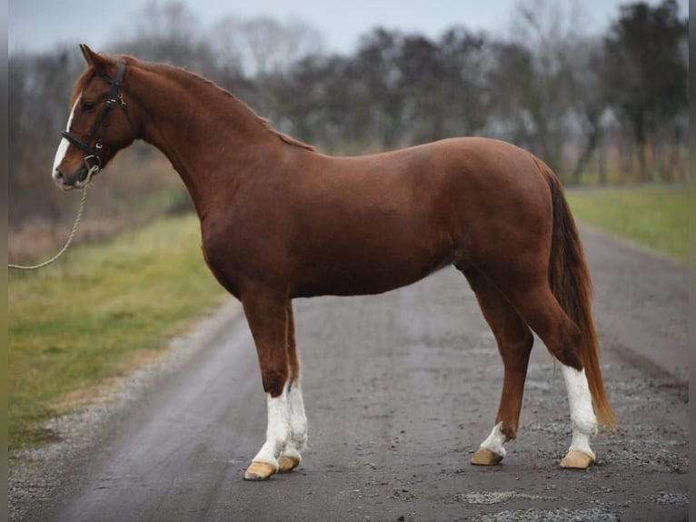 Húngaro Caballo castrado 6 años 153 cm Alazán in B&#xE9;k&#xE9;scsaba