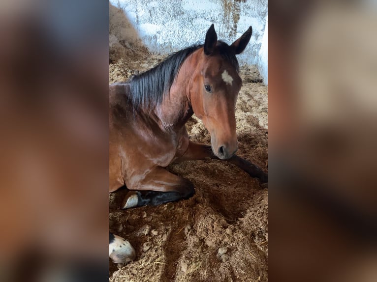 Húngaro Caballo castrado 6 años 158 cm Castaño in Yspertal