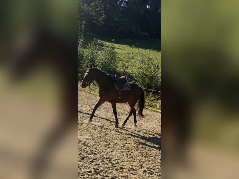 Húngaro Caballo castrado 6 años 158 cm Castaño in Yspertal