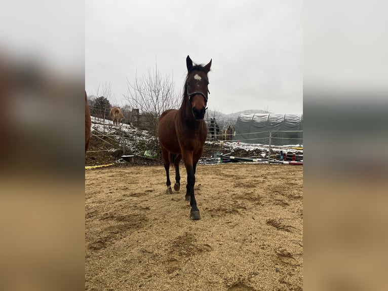 Húngaro Caballo castrado 6 años 158 cm Castaño in Yspertal