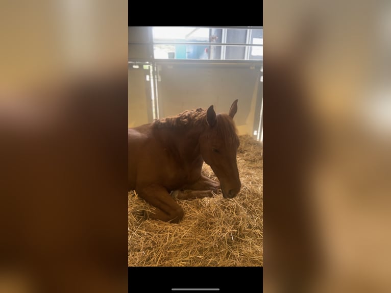 Húngaro Caballo castrado 6 años 163 cm Alazán in M&#xFC;rzzuschlag