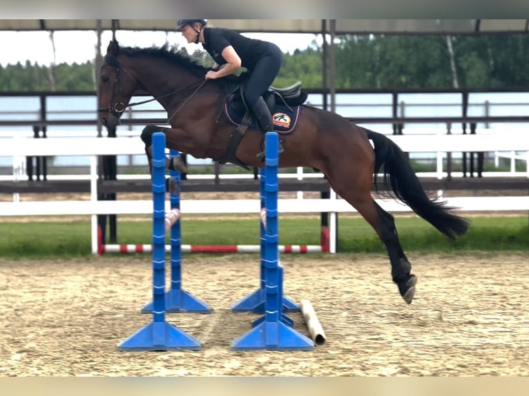Húngaro Caballo castrado 6 años 163 cm Castaño in Korosnagyharsany