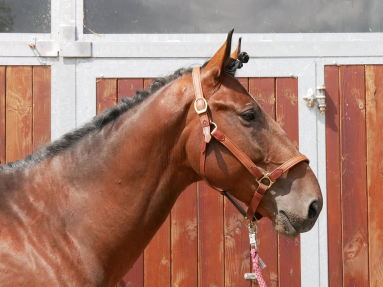 Húngaro Caballo castrado 6 años 164 cm in Dorsten