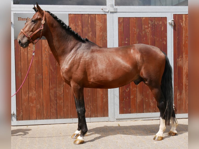 Húngaro Caballo castrado 6 años 164 cm in Dorsten