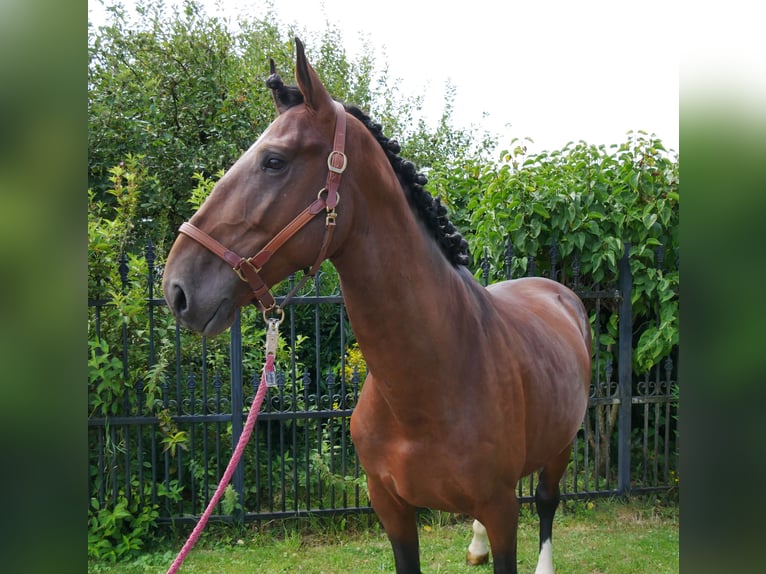 Húngaro Caballo castrado 6 años 164 cm in Dorsten