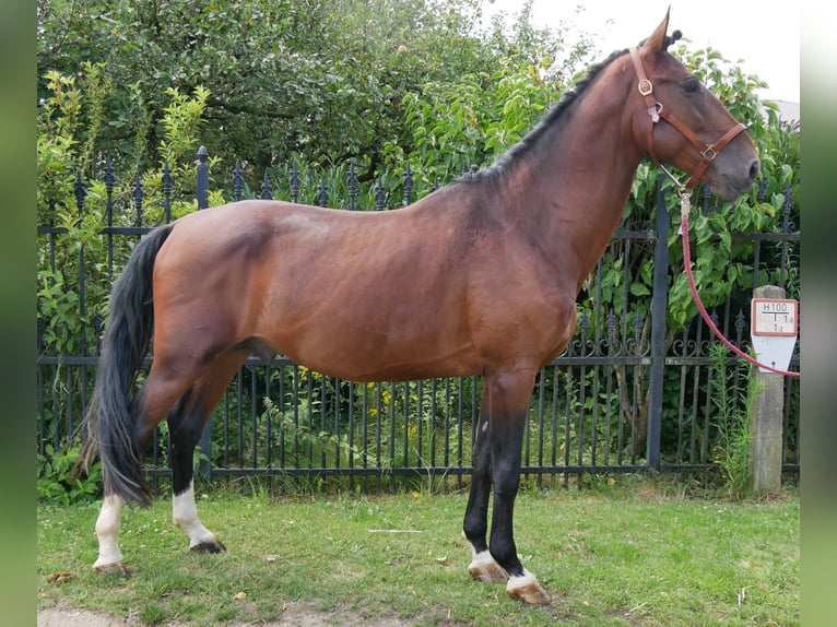 Húngaro Caballo castrado 6 años 164 cm in Dorsten