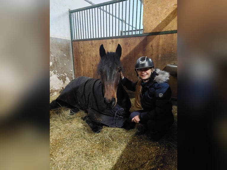 Húngaro Caballo castrado 6 años 164 cm Castaño oscuro in Tulln