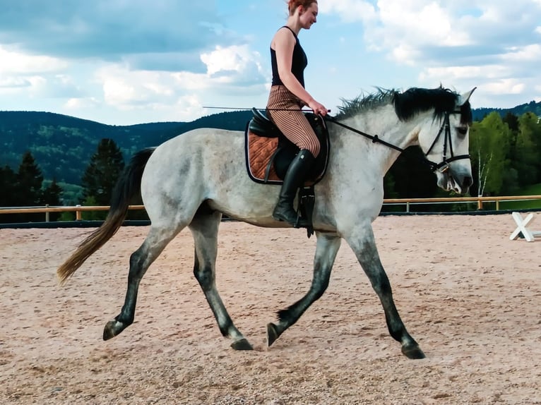 Húngaro Mestizo Caballo castrado 6 años 164 cm Tordillo negro in Klingenthal/Sachsen