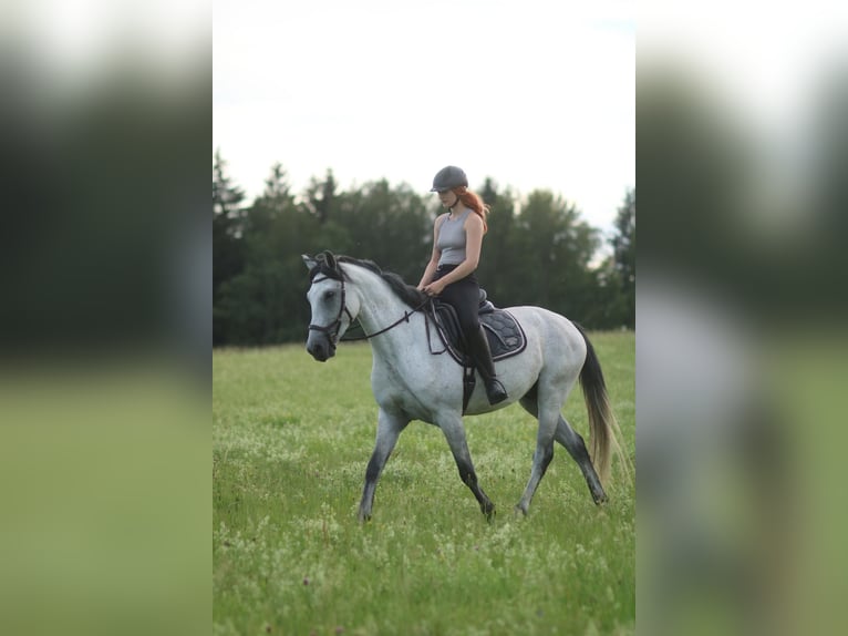 Húngaro Mestizo Caballo castrado 6 años 164 cm Tordillo negro in Klingenthal/Sachsen