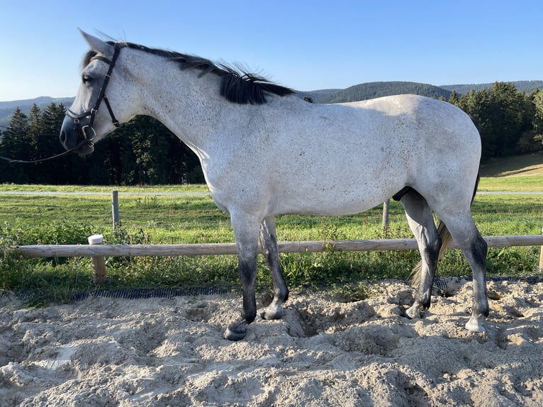 Húngaro Mestizo Caballo castrado 6 años 164 cm Tordillo negro in Klingenthal/Sachsen