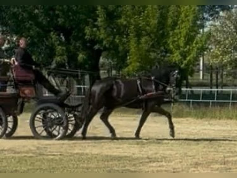 Húngaro Caballo castrado 6 años 165 cm Negro in Tass