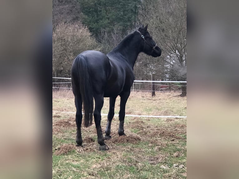 Húngaro Caballo castrado 6 años 166 cm Negro in Wetzlar