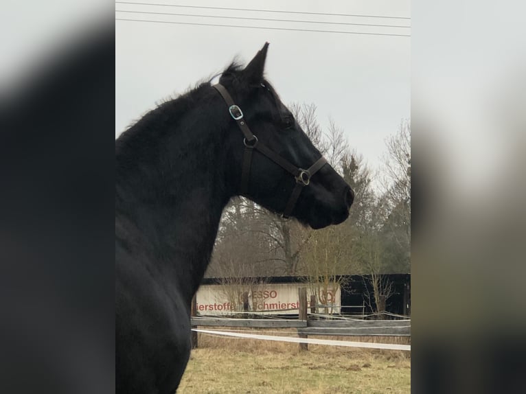 Húngaro Caballo castrado 6 años 166 cm Negro in Wetzlar