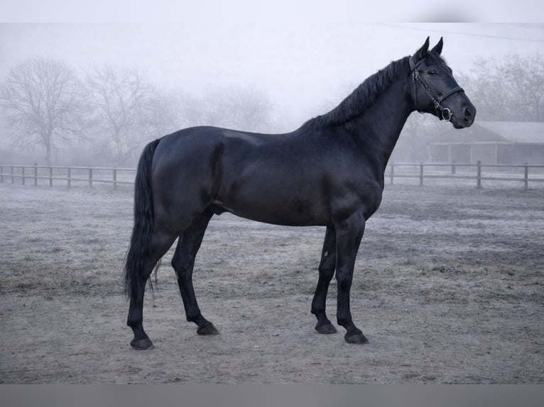 Húngaro Caballo castrado 6 años 166 cm Negro in Kismarja