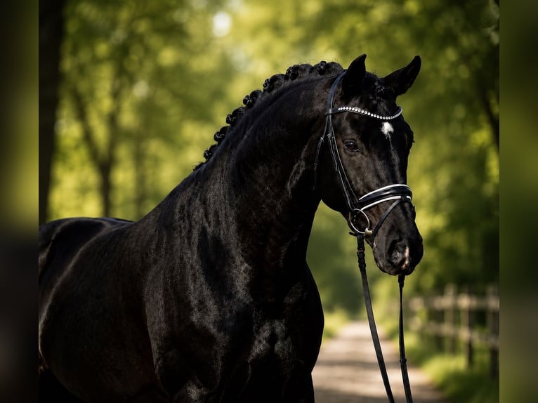 Húngaro Caballo castrado 6 años 167 cm Negro in Budapest